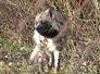 hyena